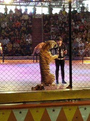 tiger show-1