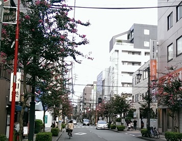 通りに咲くサルスベリの花