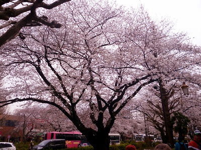 国立大通りの桜