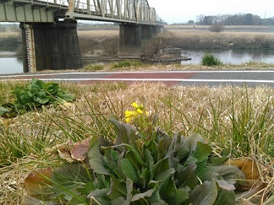 江戸川の土手　菜の花が咲いている2月下旬