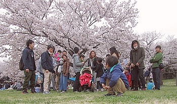 みんなでお花見