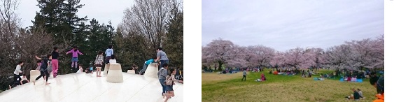 昭和記念公園でお花見