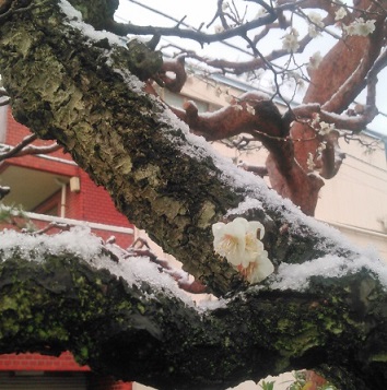 咲き始めた梅に雪が積もる（東京都昭島市）