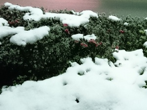 flower under snow