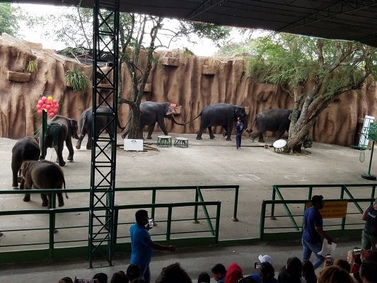 elephant show-1