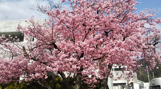 cherry blossoms