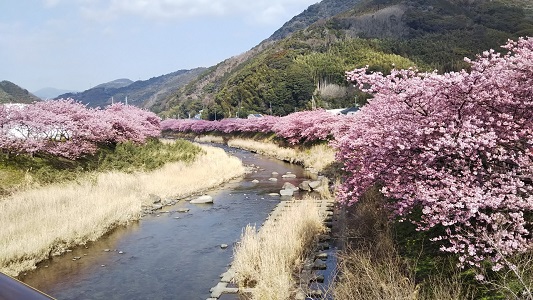 Kawazu cherry tree