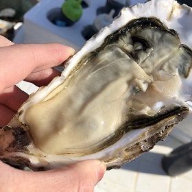 oyster