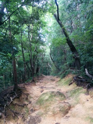 陣馬山_山頂